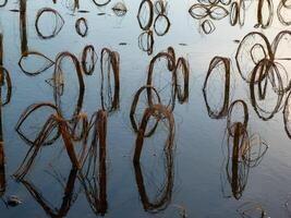Rotten remains of corn stalks on a flooded field in the evening at sunset photo