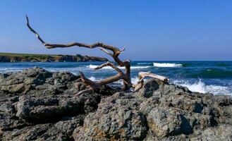 Seascape, dry tree on stones on the Black Sea coast, Bulgaria photo