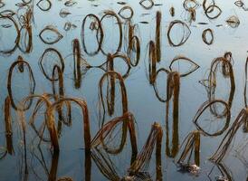 Rotten remains of corn stalks on a flooded field in the evening at sunset photo