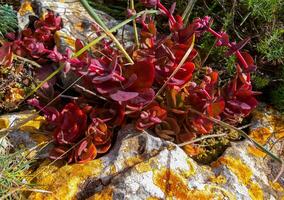 Sedum sp. - ornamental plant with succulent leaves on a stone hill photo