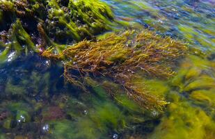 Brown algae macrophytes Cystoseira barbata and other green and red algae at the bottom of the Tiligul estuary, Black Sea photo