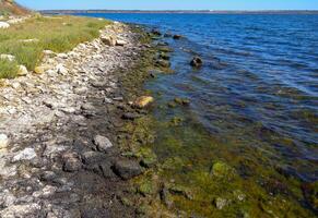 Algae on rocks at low tide on the bank of the Tiligul estuary, Ukraine photo