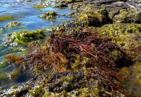 Brown algae macrophytes Cystoseira barbata and other green and red algae at the bottom of the Tiligul estuary, Black Sea photo