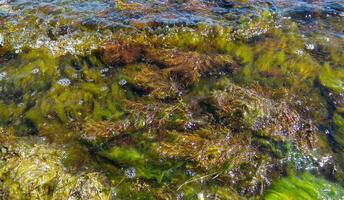 Brown algae macrophytes Cystoseira barbata and other green and red algae at the bottom of the Tiligul estuary, Black Sea photo