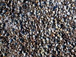 Dry bottom of a reservoir covered with a layer of shells of bivalve mollusks Cerastoderma and Mytilus photo