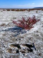 Dry bottom of a reservoir covered with a layer of dried silt with salt-tolerant plants photo