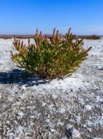 Dry bottom of a reservoir covered with a layer of dried silt with salt-tolerant plants photo