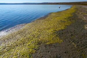 Drying shallow pond and green algae rotting on the shore, Tiligul estuary photo