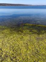 Drying shallow pond and green algae rotting on the shore, Tiligul estuary photo