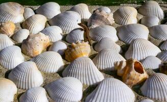 A lizard with an amputated tail sits on a Rapana venosa and Anadara kagoshimensis shell on the Black Sea coast photo