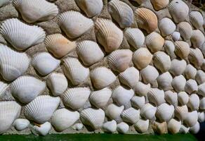 Interior wall inlay with bivalve shells Anadara kagoshimensis from the Black Sea photo