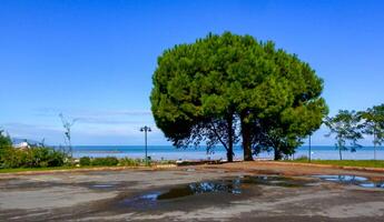 Large pine tree on the Black Sea coast in Trabzon, Turkiye photo