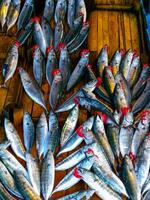 Sale of fish from the Black and Mediterranean Sea at the fish market in Trabzon photo