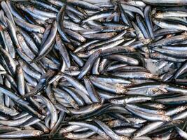 Sale of fish from the Black and Mediterranean Sea at the fish market in Trabzon photo