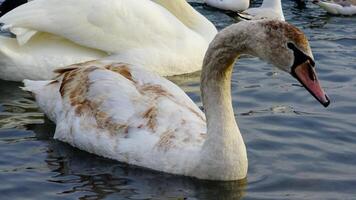 Young bird Mute swan Cygnus olor, close-up of a bird swimming photo