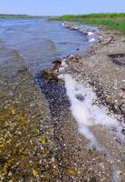Shells of bivalve mollusks were thrown by a storm on the shore of the Tiligul estuary photo