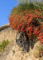 Ephedra distachya, medicinal herbaceous plant on a clay cliff on the bank of the Tiligul estuary photo