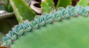 Leaf of the succulent plant Kalanchoe with small growths on the edge of the leaf in the collection, close-up photo
