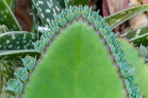 Leaf of the succulent plant Kalanchoe with small growths on the edge of the leaf in the collection, close-up photo