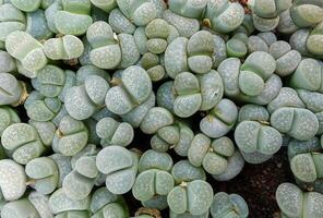 Mesembs Lithops marmorata South African plant from Namibia in the botanical collection of supersucculent plants photo
