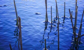 Winter landscape, Frozen water in winter, ice around dry reeds in the lake photo