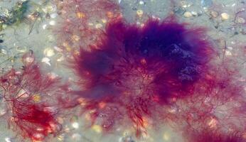 Red and green algae under the ice. Shore of the frozen Tiligul estuary photo