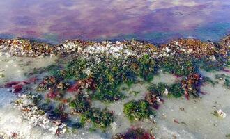 Red and green algae under the ice. Shore of the frozen Tiligul estuary photo