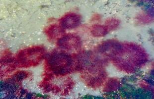 Red and green algae under the ice. Shore of the frozen Tiligul estuary photo