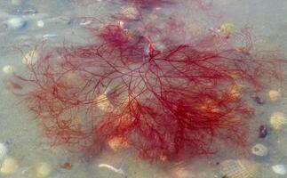 Red and green algae under the ice. Shore of the frozen Tiligul estuary photo