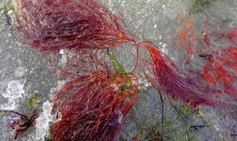 Red and green algae under the ice. Shore of the frozen Tiligul estuary photo