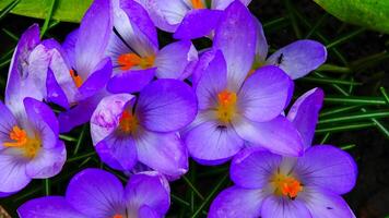 Garden crocuses bloom in spring in the botanical garden photo