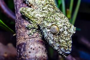 Mossy leaf-tailed gecko Uroplatus sikorae photo