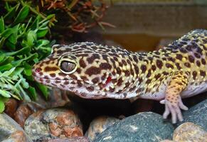 African Fat-tailed Gecko Hemitheconyx caudicinctus photo
