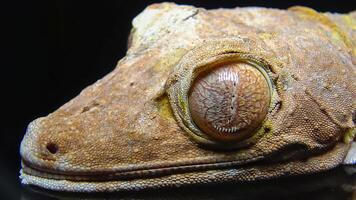 Henkel's leaf-tailed gecko Uroplatus henkeli photo