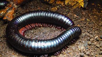 The giant African millipede Archispirostreptus gigas, is one of the largest millipedes photo