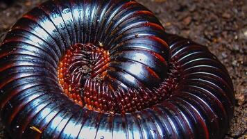 The giant African millipede Archispirostreptus gigas, is one of the largest millipedes photo