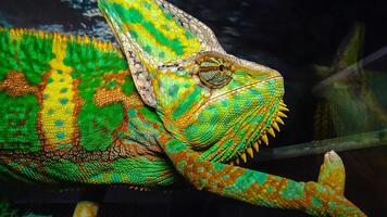 The veiled chameleon Chamaeleo calyptratus photo