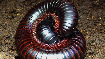 The giant African millipede Archispirostreptus gigas, is one of the largest millipedes photo