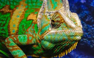 The veiled chameleon Chamaeleo calyptratus photo