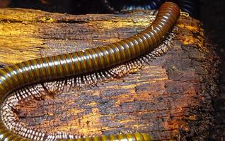 The giant African millipede Archispirostreptus gigas, is one of the largest millipedes photo