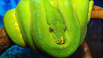 Morelia viridis, commonly known as the green tree python photo