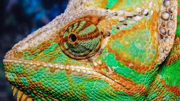 The veiled chameleon Chamaeleo calyptratus photo