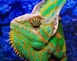 The veiled chameleon Chamaeleo calyptratus photo