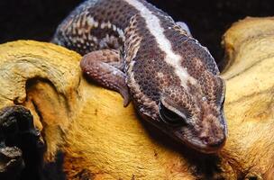 African Fat-tailed Gecko Hemitheconyx caudicinctus, A gecko sits on a tree branch photo
