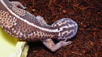African Fat-tailed Gecko Hemitheconyx caudicinctus, A gecko sits on a tree branch photo