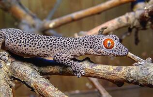 Golden-tailed gecko Strophurus taenicauda photo