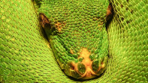 Morelia viridis, commonly known as the green tree python photo