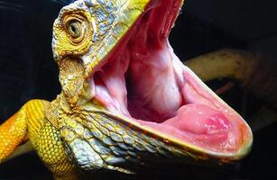 The green iguana, common iguana Iguana iguana photo