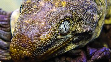 African Fat-tailed Gecko Hemitheconyx caudicinctus, A gecko sits on a tree branch photo