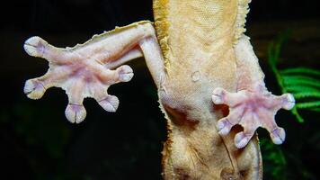 Henkel's leaf-tailed gecko Uroplatus henkeli photo